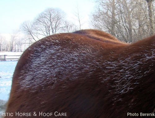 Warmte regulering in paarden