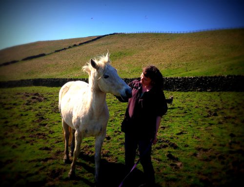 10 ways to improve your relationship with your horse, Beth Gibbons