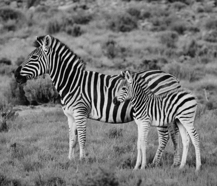 zebra zebra